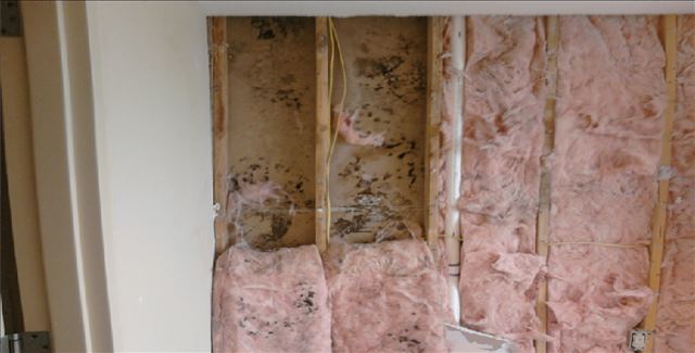 Mold damage restoration